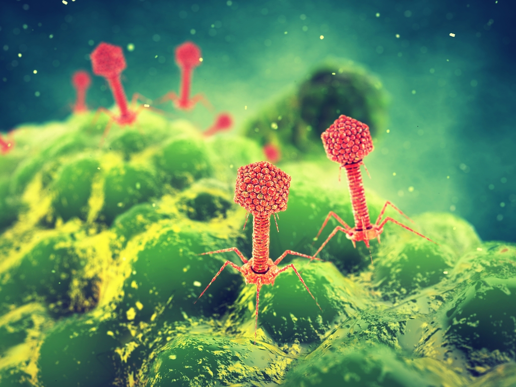 Are Phages Overlooked Mediators of Health and Disease? | The Scientist  Magazine®